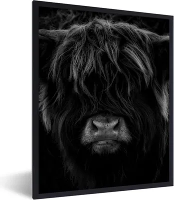 Produktbild von MuchoWow® Gerahmtes Poster Schottischer Highlander - Kuh - Schwarz - Weiß - Porträt 60x80 cm - Poster mit Schwarzem Bilderrahmen Wandposter Rahmen Foto Bilder - Premium - Wanddeko Wohnzimmer