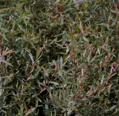 Produktbild von Zwergweide Nana - Kugelweide - Purpurweide - Salix purpurea 60-100