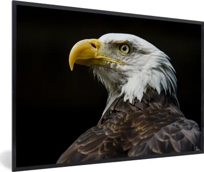 Produktbild von MuchoWow® MuchoWow® Gerahmtes Poster Seitenansicht eines Weißkopfseeadlers 60x40 cm - Poster mit zchwarzem Bilderrahmen - Printing - Wanddeko Schlafzimmer
