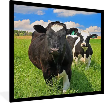 Produktbild von MuchoWow® Gerahmtes Poster Kuh - Gras - Natur - Tiere 60x80 cm - Poster mit Schwarzem Bilderrahmen Wandposter Rahmen Foto Bilder - Premium - Wanddeko Wohnzimmer