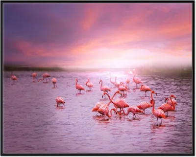 Produktbild von Wallario Wandbild Rosa Flamingos bei Sonnenuntergang, Größe: 40,30 x 50,30 cm, Poster mit schwarzem Aluminiumrahmen
