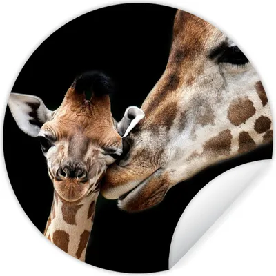 Produktbild von MuchoWow® Runde Wandtattoo - Wandsticker Tapete Aufkleber Giraffe - Tiere - Schwarz - Porträt - Tiere Ø 50 cm Selbstklebend und Repositionierbar - Wandaufkleber - Kreis - Wand Kreis - Wand Bild - Foto Tapete - Selbstklebende - Wohnzimmerdekoration - Wand Dekoration - Kinderzimmer