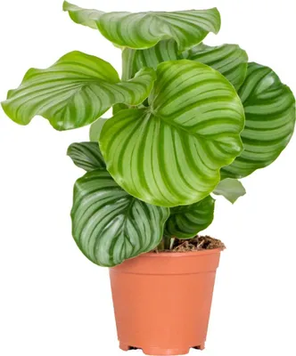 Image de Bloomique - Calathea Orbifolia - Plante paon - Plante d’intérieur - Dépolluante - Sans danger pour les animaux - Hauteur 40-50 cm - Pot 14 cm