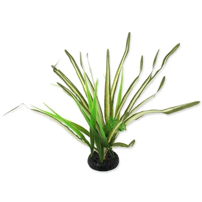 Immagine prodotto di Pianta erbacea Spartina 30 cm 1 pz