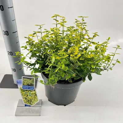 Produktbild von Euonymus fort. 'Emerald 'n Gold' - Spindelstrauch | 35-40 cm im Topf