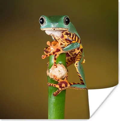 Produktbild von MuchoWow® Poster Frosch auf grüner Pflanze, Nahaufnahme 75x75 cm - Wand Dekoration