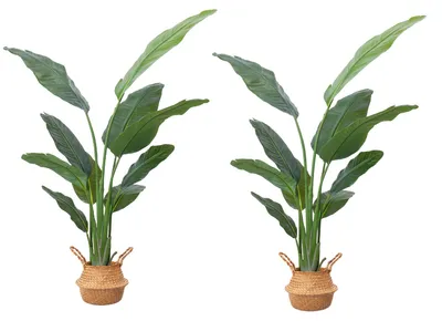 Obrázok produktu pre Umelá rastlina "Vták rája" s výškou 160 cm, vrátane kvetináča