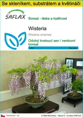 Obrázek produktu pro SAFLAX Kultivační sada - Wisteria - Wisteria sinensis - 4 Semena - S mini skleníkem, pěstebním substrátem a 2 květináči