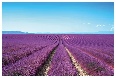 Produktbild von Wallario Küchenrückwand aus Glas, Größe: 90 x 60 cm, Motiv: Lavendelfeld unter blauem Himmel | Spritzschutz | abwischbar | pflegeleicht | in