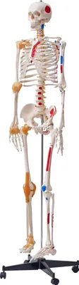 Zdjęcie produktu dla SucceBuy 71,65-calowy model ludzkiego szkieletu naturalnej wielkości, dokładny model anatomiczny wykonany z PVC z ruchomymi rękami, nogami i szczęką, w tym więzadłami i mięśniami oraz punktami mocowania do profesjonalnego nauczania