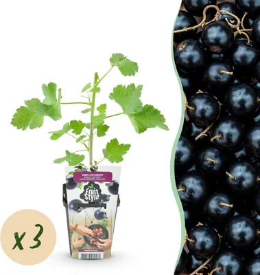 Produktbild von Jostabeere Ribes Josta winterhart 3 Pflanzen Ø9cm Höhe 30cm – Kreuzung aus Johannisbeere & Stachelbeere – Aromatische Beeren für Garten & Balkon
