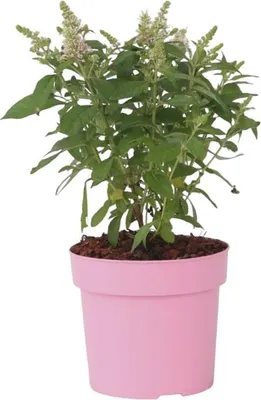Produktbild von Schmetterlingsfliedern - Buddleja davidii 'Candy' - Höhe 30-40cm - ⌀19cm