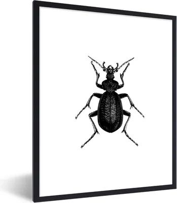 Produktbild von MuchoWow® Gerahmtes Poster Schwarz und weiß - Käfer - Vintage - Insekten 60x80 cm - Poster mit Schwarzem Bilderrahmen Wandposter Rahmen Foto Bilder - Premium - Wanddeko Wohnzimmer