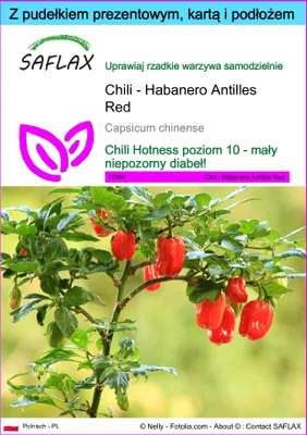 Zdjęcie produktu dla SAFLAX - Zestaw prezentowy - Chili - Habanero Antilles Red - 10 Nasiona - Z pudełkiem upominkowym, etykietą wysyłkową, kartą podarunkową i podłożem uprawowym - Capsicum chinense