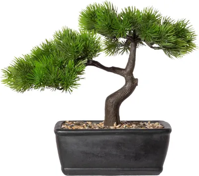 Produktbild von Kunstpflanze Bonsai Lärche Höhe: 23 cm grün