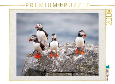 Produktbild von CALVENDO Puzzle Papageientaucher in ihrer natürlichen Umgebung | 2000 Teile Lege-Größe 90x67cm Foto-Puzzle für glückliche Stunden