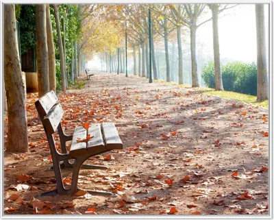 Produktbild von Wallario Wandbild Einsame Parkbank an einer Allee - Herbststimmung, Größe: 40,30 x 50,30 cm, Poster mit weißem Aluminiumrahmen