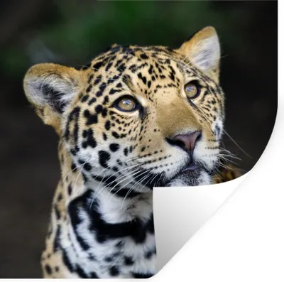 Produktbild von MuchoWow® Wandtattoo Wandsticker Wandaufkleber Leopard - Kopf - Wald 30x30 cm Selbstklebend und Repositionierbar - Repositionierbar - Wasser abweisend