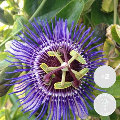 Zdjęcie produktu dla Bloomique - Zestaw 2 szt. - Passiflora Purple Haze - Męczennica - Fioletowa - Rośliny pnące - Rośliny ogrodowe - Odporne na zimę - Wysokość 50-70 cm - Doniczka 15 cm