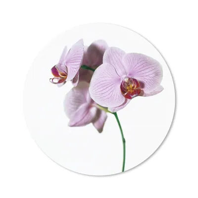 Produktbild von MuchoWow® Mauspad Mousepad Rosa Orchideenblüte 20x20 cm - Mousepads - Maus Mat - Pad - Mausunterlage - Schreibtischmatte