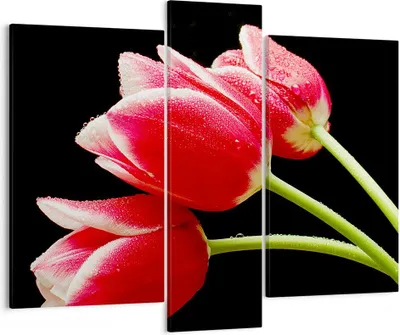 Produktbild von Bild auf Leinwand - Leinwandbild - Tulpe garten blume blumenstrauß - 95x80cm - Wand Bild - Wanddeko - Leinwanddruck - Bilder - Kunstdruck - Wanddekoration - Leinwand bilder - Wandkunst - CB95x80-1494
