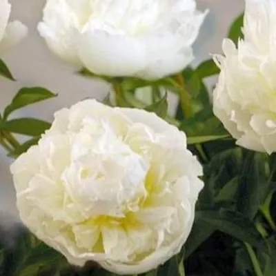 Produktbild von Pfingstrose - Paeonia 'Duchesse De Nemours' | im Container
