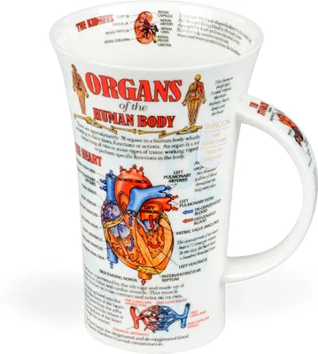 Produktbild von Becher Glencoe Organs of Body