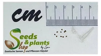 Produktbild von 10 Stück Cistus laurifolius Lorbeerblättrige Zistrose Garten Pflanzen