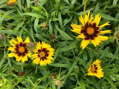 Immagine prodotto di 6 x Coreopsis grandiflora 'SunKiss' - Occhi di fanciulla in un vaso di 9x9 cm