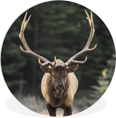 Produktbild von MuchoWow® Rundes Wandbild - Runde Bilder Hirsch - Baum - Geweih Ø 30 cm Kreis Wanddekoration Kunststoff - Wandkreis - Wandschmuck - Schlafzimmer - Bilder - Der Kreis - Kunst für die Wohnung - Plastik - Kunstdruck - Wandbild