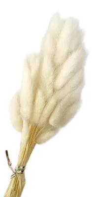 Immagine prodotto di Erba di coda di coniglio essiccata, 50 pezzi, colore bianco, lunghezza 40-45 cm