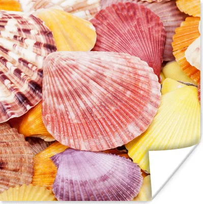 Produktbild von MuchoWow® Poster Muscheln - Rot - Gelb - Strand - Sommer 50x50 cm - Wohnzimmerdekoration