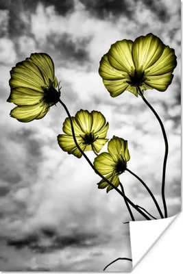 Produktbild von MuchoWow® Poster Blumen - Schwarz - Weiß - Gelb 60x90 cm - Wanddekoration