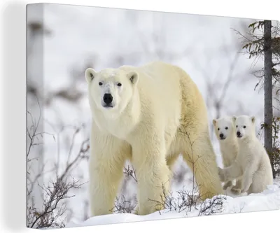 Produktbild von OneMillionCanvasses® - Leinwandbilder - 140x90 cm, Eisbär - Jungtier - Schnee, Wandbilder Kunstdruck Wanddekoration