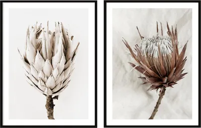 Imagen del producto de Póster enmarcado, 53x73 cm. Juego de 2, estilo bohemio, con motivos florales (P2080)