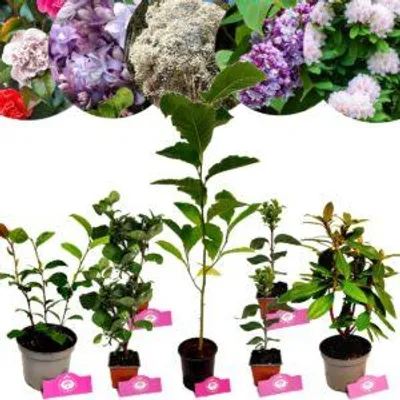Obrázok produktu pre Beet-Set – Kvitnúca elegancia – 7 rastlín – sadba záhradných rastlín pre plochu 6 m²