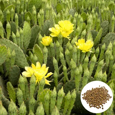 Obrázek produktu pro Semena Opuntia Humifusa - balení 5 ks - Mrazuvzdorná do -25 °C - Opuncie poléhavá - Kaktus