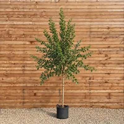 Produktbild von Salweide Hochstamm 300-350 cm, Stammumfang 10-12 cm - Salix caprea Hochstamm