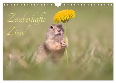 Produktbild von Zauberhafte Ziesel (Wandkalender 2027 DIN A4 quer), CALVENDO Monatskalender