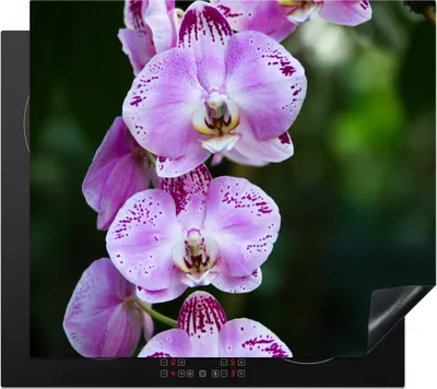 Produktbild von KitchenYeah© Herdabdeckplatte Blühende Orchideen , 57x51cm, Küche Deko, Glaskeramikkochfeld Herdabdeckung, Abdeckplatte fùr Kochfeld