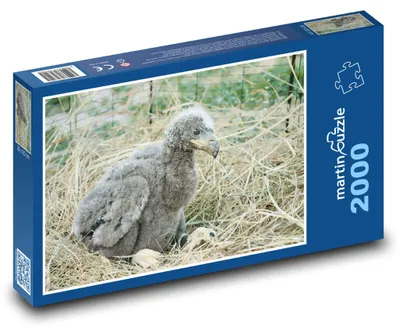 Obrázok produktu pre Puzzle 2000 Orol bielohlavý - mláďa - martinpuzzle