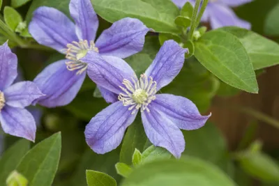 Produktbild von Clematis integrifolia 'Arabella', Stauden-Waldrebe, blauviolett, 80–100 cm