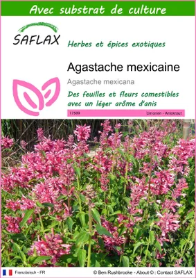 Image de SAFLAX - Agastache mexicaine - 50 graines - Avec substrat - Agastache