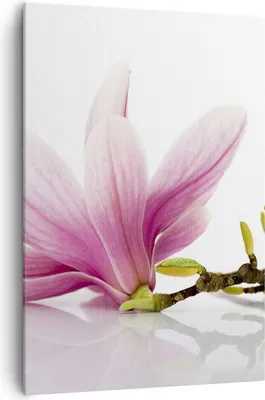 Produktbild von Bild auf Leinwand - Leinwandbild - Einteilig - Magnolie blume natur pflanze - 70x100cm - Wand Bild - Wanddeko - Wandbilder - Leinwanddruck - Wanddekoration - Leinwand bilder - Wandbild - PA70x100-2641