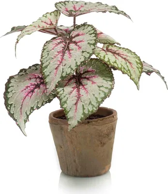 Produktbild von artplants.de Kunstpflanze Blattbegonie Meira im Terracottatopf, grün-rosa, 25cm - Deko Buntnessel
