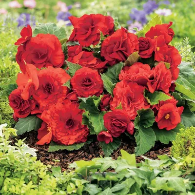 Image de Bégonia Non-Stop Niska Rouge 1 pièce bégonias plants plant tuber
