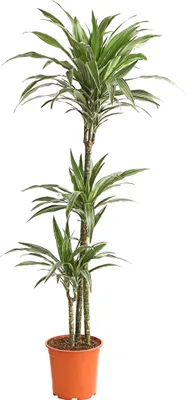 Produktbild von Dehner Drachenbaum White Stripe, dreitriebig, ca. 140-150 cm, Ø Topf 24 cm, Zimmerpflanze