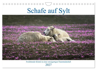 Produktbild von Schafe auf Sylt (Wandkalender 2027 DIN A4 quer), CALVENDO Monatskalender