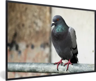 Produktbild von MuchoWow® Gerahmtes Poster Eine bunte Taube auf einem Holzstab 30x20 cm - Poster mit Schwarzem Bilderrahmen Wandposter Rahmen Foto Bilder - Kunstdruck - Bild-Poster