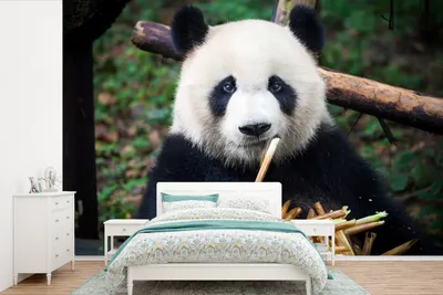 Produktbild von MuchoWow® Fototapete für Wohnzimmer oder Schlafzimmer Wandtapete Vinyl Motivtapete Panda - Bambus - Natur - 330x220 cm - Fototapeten
